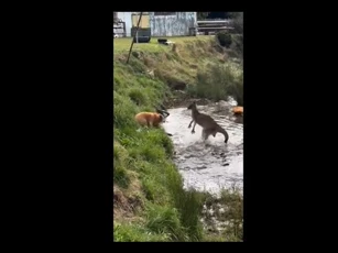 CLIP: Kangaroo anh dũng đánh bại ba con chó dữ, buộc chúng phải tháo chạy