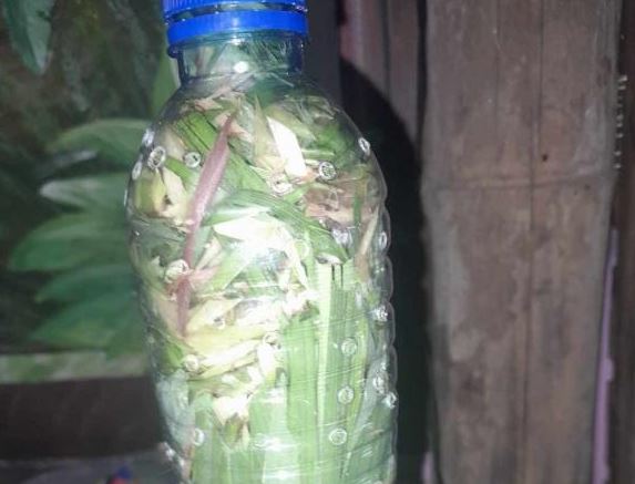 Nhà nào cũng nên tự làm lọ tinh dầu đuổi muỗi cực đơn giản này: Hiệu quả, an toàn, không hoá chất