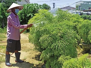 Trồng 2 loại cây này trước nhà, tiền tài đầy ắp, vận may kéo đến không ngừng