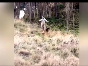 CLIP: Cuộc đối đầu kịch tính giữa chó Becgie và kangaroo và cái kết bất ngờ