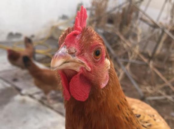 Bí mật thú vị trong cuộc sống ít người biết: Cách nhận biết gà đẻ trứng màu gì chỉ bằng một bộ phận trên cơ thể