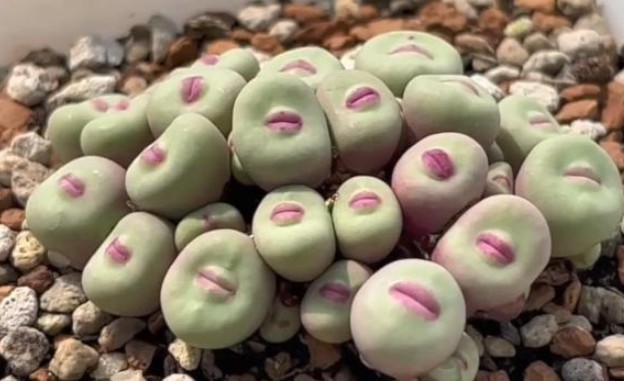 Loài cây có hình dáng y như mặt người, có đôi môi hồng quyến rũ, tưởng photoshop nhưng hoàn toàn là ảnh thật