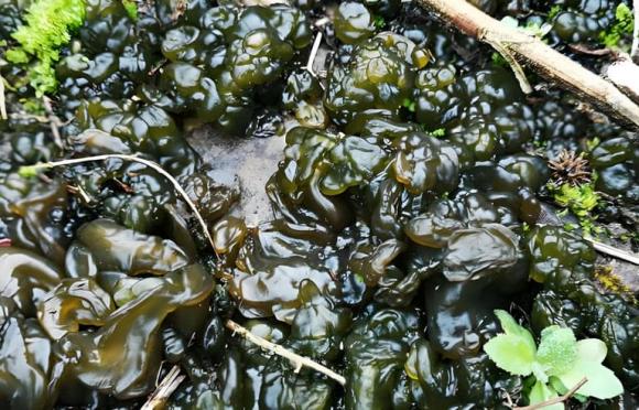 Loại bầy nhầy này chỉ xuất hiện khi có giông bão ở vùng nông thôn, có giá trị dinh dưỡng cao hơn nhân sâm nhưng lại bị đa số người dân cho là bẩn thỉu