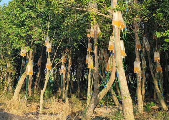 Loại cây bị tiêm chất lỏng lạ để trở thành cây đắt đỏ nhất thế giới