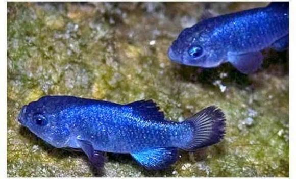 Loài cá quý giá nhất thế giới, tồn tại ở sa mạc gần 6 vạn năm, toàn thế giới chỉ còn 38 con