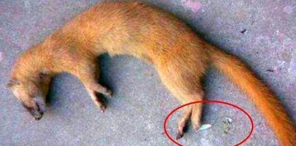 Vì sao người xưa khuyên không giết chồn? Lời chỉ dậy được khoa học lý giải