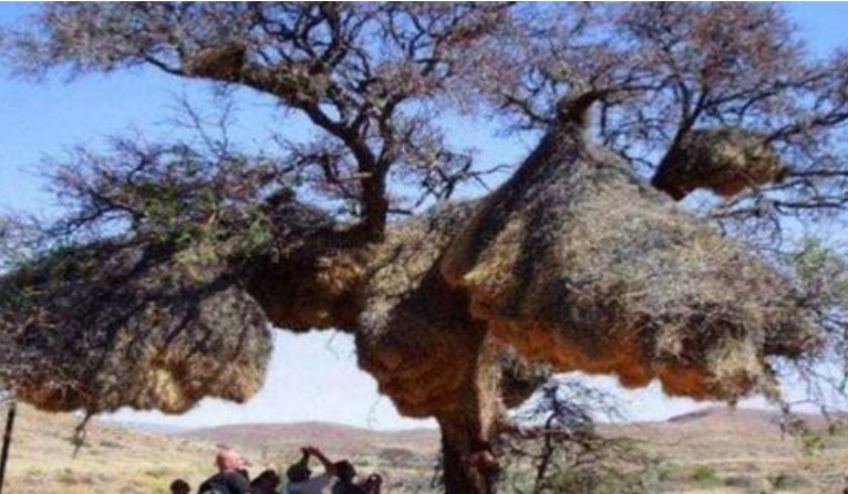 Tổ chim lớn nhất thế giới, không ai dám lấy trứng ra, vì 'sinh vật' bên trong quá nguy hiểm?