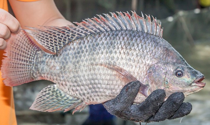 Loại cá này ở nhiều nơi bị coi là 'rác', giá rẻ hơn bắp cải nhưng lại là nguyên liệu làm sashimi của nước ngoài