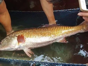 Loài cá đắt bậc nhất Việt Nam, trong bụng chứa một thứ vô cùng quý hiếm được định giá tiền tỷ