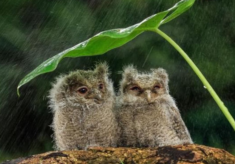 Khi trời mưa to, chim đi đâu trú ẩn? Hóa ra mỗi phương pháp đều có giá trị riêng