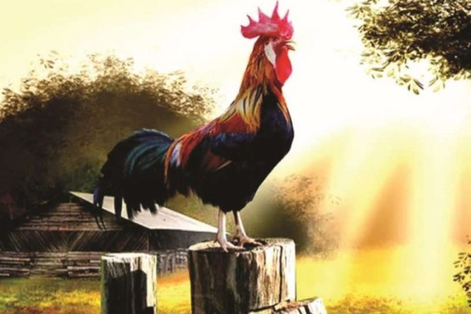 Tại sao hàng ngày gà trống gáy đúng giờ, nó có biết tính giờ không? Tăng kiến thức sau khi đọc