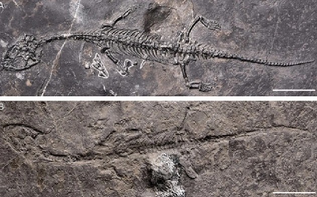 Trung Qu&#x1ED1;c: Qu&#xE1;i v&#x1EAD;t bi&#x1EC3;n ch&#x1B0;a t&#x1EEB;ng bi&#x1EBF;t l&#x1ED9; di&#x1EC7;n &#x1EDF; m&#x1ECF; &#x111;&#xE1; hoang
