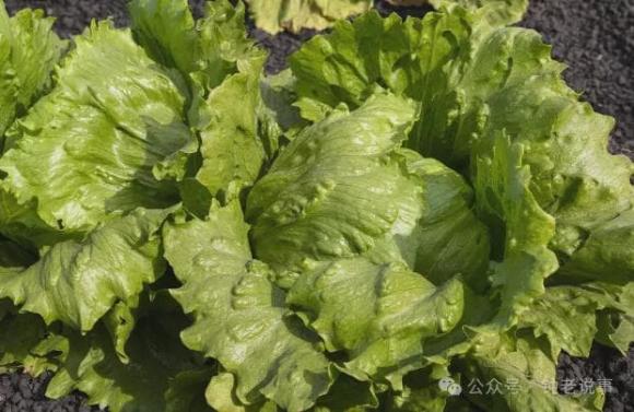 7 loại rau không sử dụng thuốc trừ sâu hoặc ít sử dụng thuốc trừ sâu, người trồng rau luôn chọn ăn