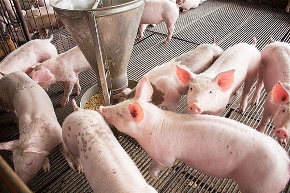 Giá heo hơi ngày 9/12/2024: Biến động tại miền Bắc, miền Trung - Tây Nguyên