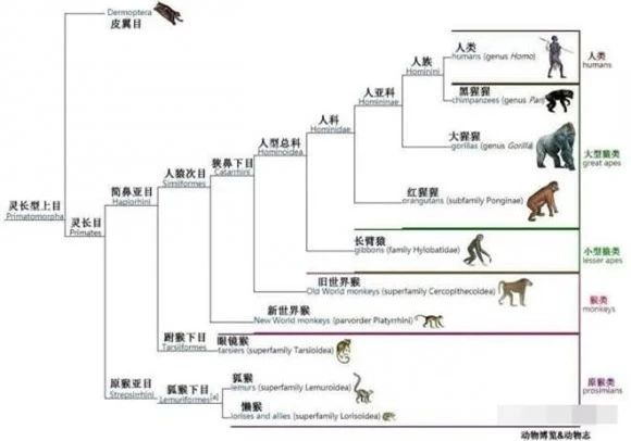 tiền sử, người tiền sử, tiến hóa