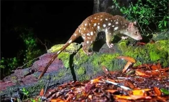 mèo túi đuôi đốm, loài vật tuyệt chủng, dáng vẻ của loài vật tưởng tuyệt chủng