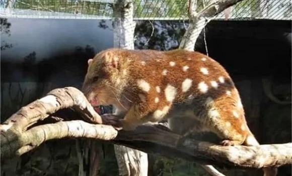 mèo túi đuôi đốm, loài vật tuyệt chủng, dáng vẻ của loài vật tưởng tuyệt chủng