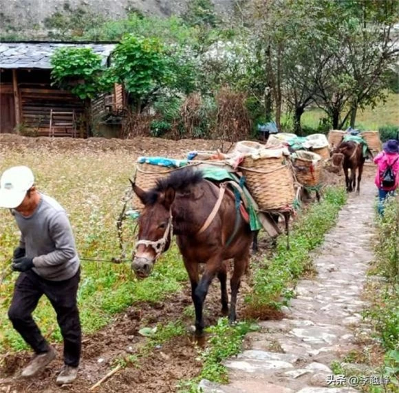 ngựa