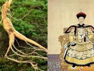Chỉ có ăn nhân sâm như Càn Long mới có thể sống thọ lâu hơn!