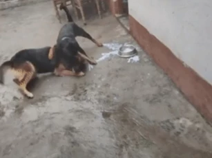 CLIP: Vì miếng ăn, Becgie đối đầu quyết liệt với Rottweiler, ai mới là kẻ chiến thắng thực sự?