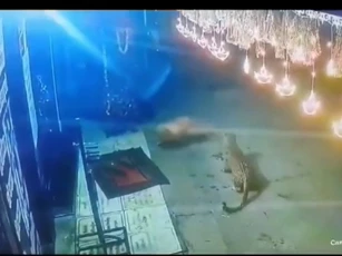 CLIP: Chó hoang đối đầu báo hoa mai trong đêm, trận chiến kịch tính và cái kết bất ngờ