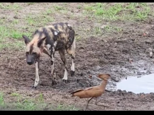 CLIP: Cò quăm "quyết chiến" đàn chó hoang để bảo vệ chỗ uống nước