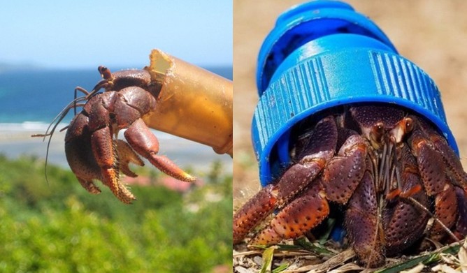 Choáng váng trước loài cua ‘mượn hồn’ dùng rác thải làm nhà, sống trong nắp chai nhựa