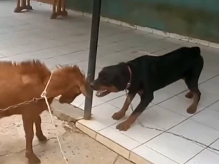 CLIP: Rảnh rỗi cà khịa dê đực, chó Rottweiler nhận cái kết ê chề