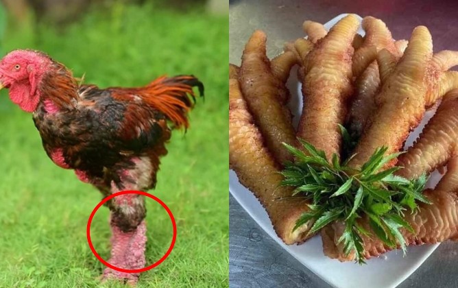 Loại gà thuần chủng quý hiếm thế giới chỉ Việt Nam có: Giá 50 triệu/con, cặp chân là đặc sản cực đắt