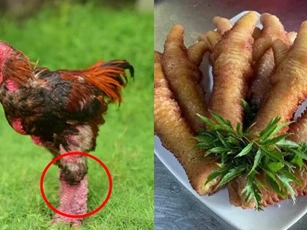Loại gà thuần chủng quý hiếm thế giới chỉ Việt Nam có: Giá 50 triệu/con, cặp chân là đặc sản cực đắt