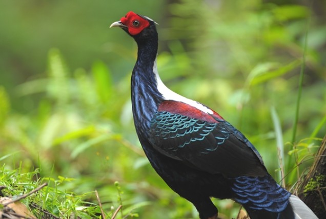 Loài gà điệu đà nhất chỉ Việt Nam mới có: Nằm trong sách đỏ nước ta, giá trị cực cao, nhìn là mê đắm