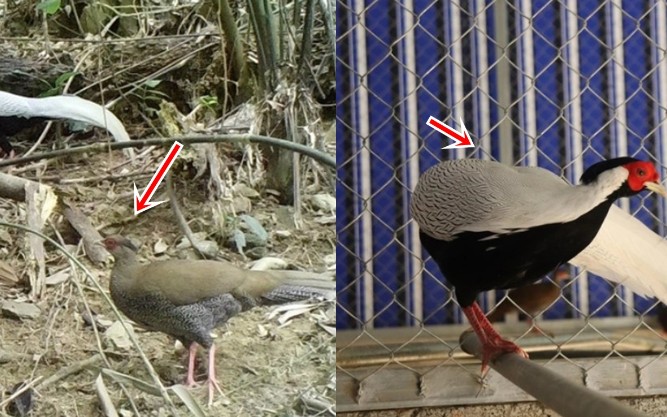 Loại gà có trong sách đỏ thế giới vừa được phát hiện ở Thanh Hóa: Thuộc loại nguy cấp