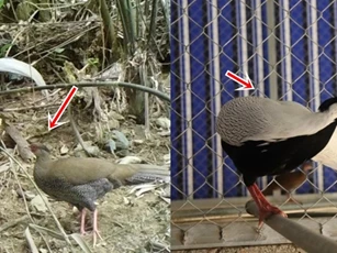 Loại gà có trong sách đỏ thế giới vừa được phát hiện ở Thanh Hóa: Thuộc loại nguy cấp