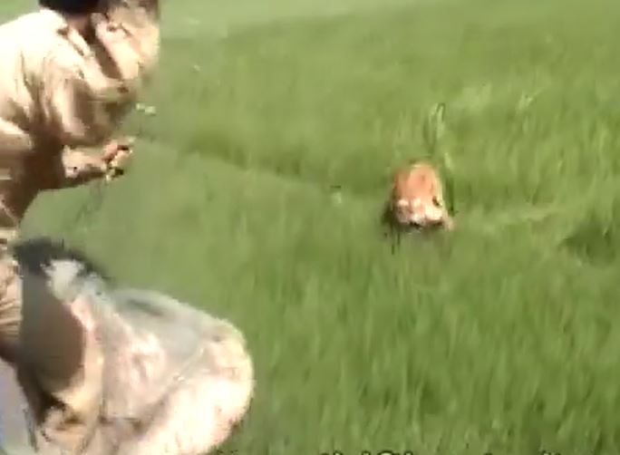 CLIP: Hổ phi thân, tấn công người đàn ông cưỡi voi và cái kết khiến người xem 'thót tim'