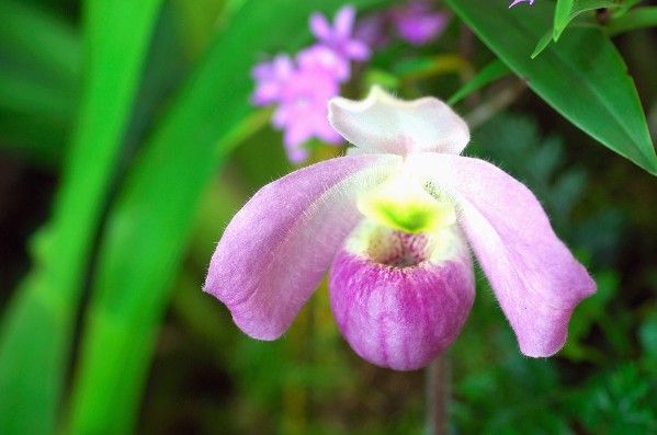 Báu vật của rừng: Loài hoa lan độc nhất vô nhị trên thế giới, chỉ Việt Nam có, 'núi tiền' không mua nổi!