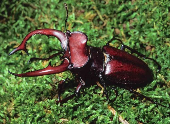 Lo&#xE0;i b&#x1ECD; qu&#xFD; hi&#x1EBF;m &#x111;&#x1B0;&#x1EE3;c gi&#x1EDB;i th&#x1B0;&#x1EE3;ng l&#x1B0;u s&#x103;n l&#xF9;ng l&#xE0;m th&#xFA; c&#x1B0;ng, gi&#xE1; 2 t&#x1EF7; &#x111;&#x1ED3;ng/con, &#x111;&#x1EA1;i gia tranh nhau mua