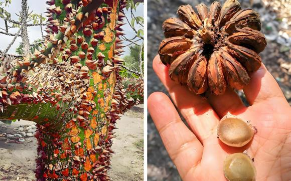 Loại quả có thể so sánh với quả bom, chất độc có thể khiến người ta mù mắt