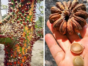 Loại quả có thể so sánh với quả bom, chất độc có thể khiến người ta mù mắt