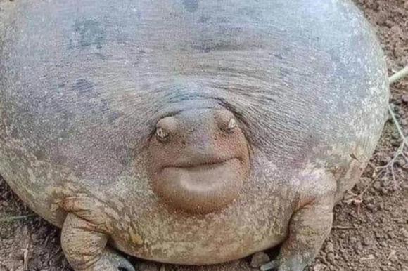 Một người đàn ông đào đất và vô tình tìm thấy một con rùa béo không vỏ, các chuyên gia: Kỳ thực, đó không phải là rùa