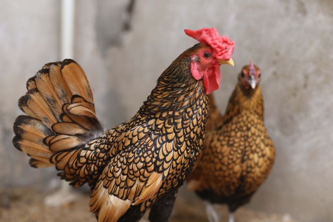 7 gi&#x1ED1;ng g&#xE0; c&#x1EA3;nh c&#xE0;ng g&#x1EA7;n T&#x1EBF;t c&#xE0;ng &#x111;&#x1EAF;t h&#xE0;ng, c&#xF3; con n&#x1EB7;ng 500g gi&#xE1; 30 tri&#x1EC7;u &#x111;&#x1ED3;ng