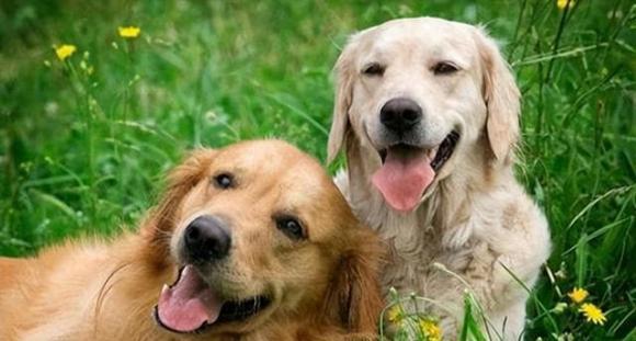 Nếu bạn muốn biết con chó của bạn có chỉ số IQ cao hay không, bạn chỉ việc để ý những điểm này!