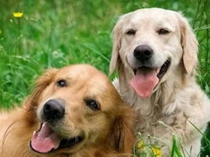 Nếu bạn muốn biết con chó của bạn có chỉ số IQ cao hay không, bạn chỉ việc để ý những điểm này!
