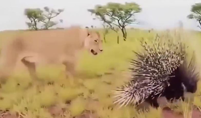 CLIP: Đi săn nhím, sư tử nhận cái kết đầy đau đớn