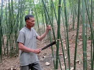 Nhiều hộ dân giảm nghèo nhờ trồng cây vầu