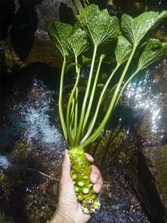 Wasabi, cây Wasabi , củ Wasabi , giá Wasabi 