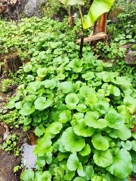 Wasabi, cây Wasabi , củ Wasabi , giá Wasabi 