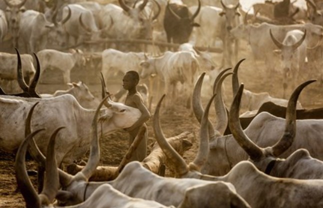 Kỳ lạ bộ tộc chăm sóc da bằng... phân bò