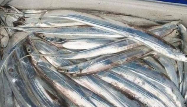 Loài cá bá đạo nhất thế giới 'tự tử' ngay sau khi bị bắt, nhiều người thích ăn thịt