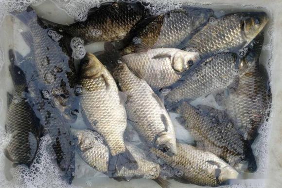 Khi mua cá diếc: nên chọn 'cá diếc đất' và 'cá diếc ao'? Người bán cá: Nhớ 3 mẹo này đảm bảo mua đúng cá diếc ngon