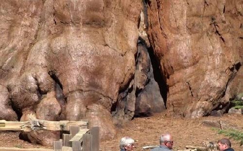 Cây lớn nhất thế giới nặng 2.800 tấn và 3.500 năm tuổi